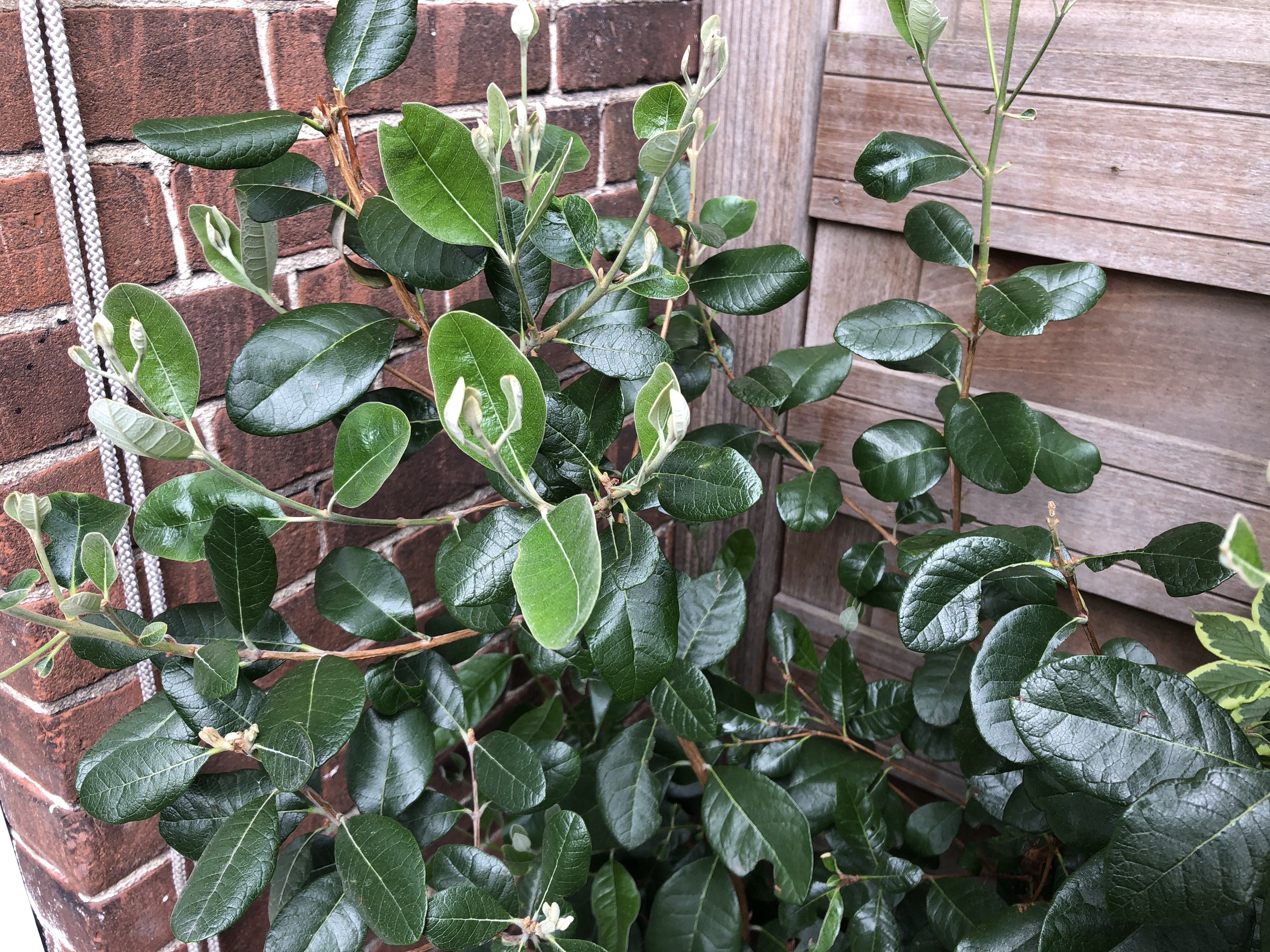 Picture for question