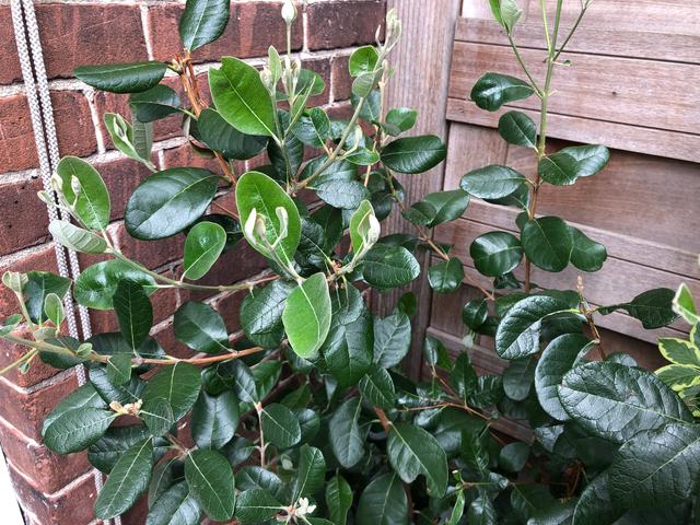 Picture for question