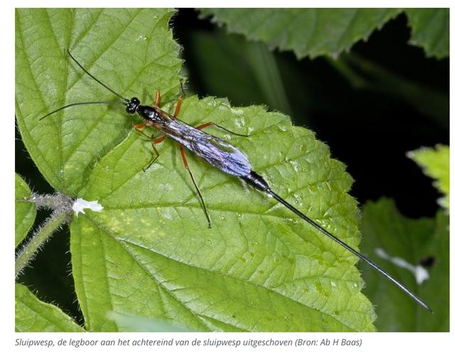 Plaatje bij antwoord