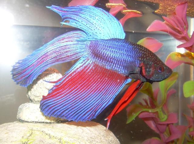 Plaatje bij antwoord