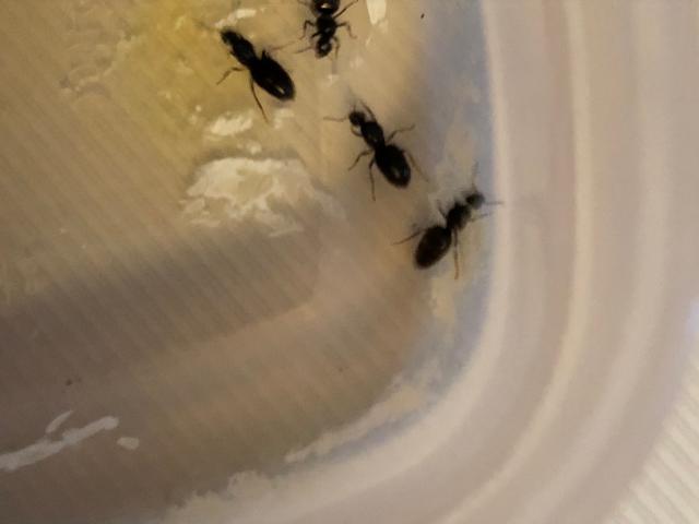 Picture for question