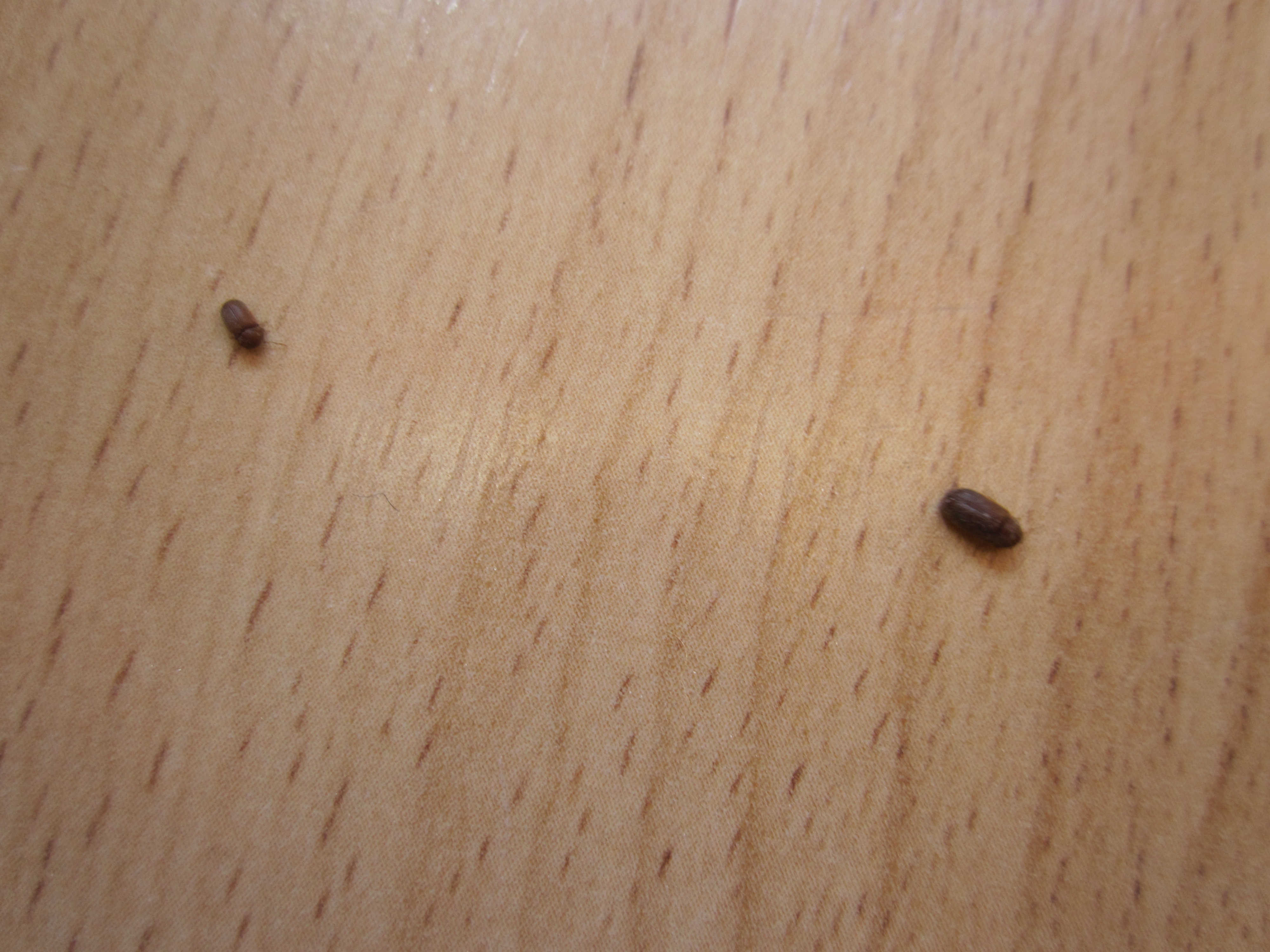 Picture for question