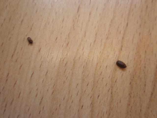 Picture for question