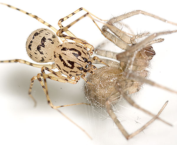 Plaatje bij antwoord