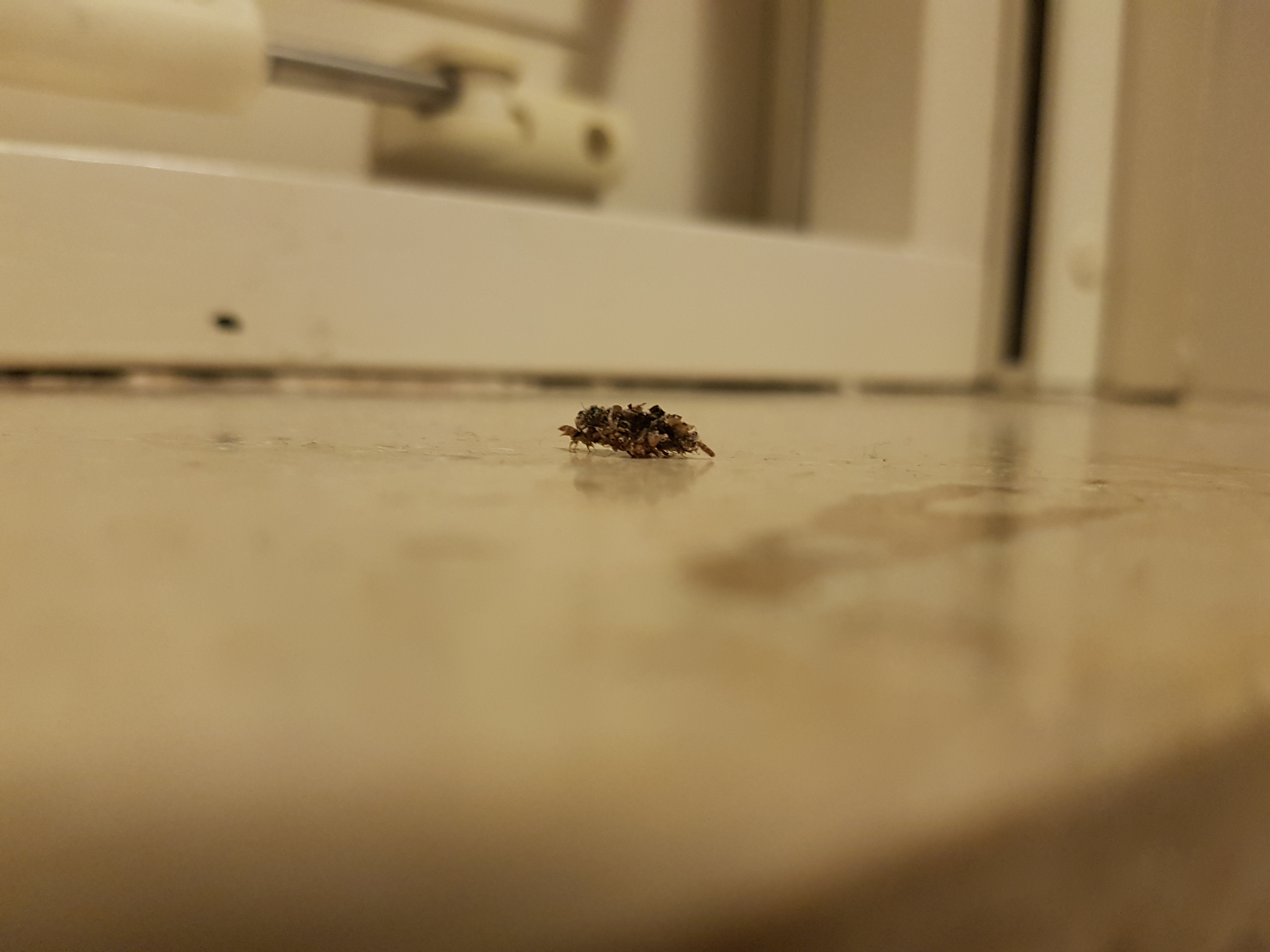 Wat is dit voor insect? - GoeieVraag