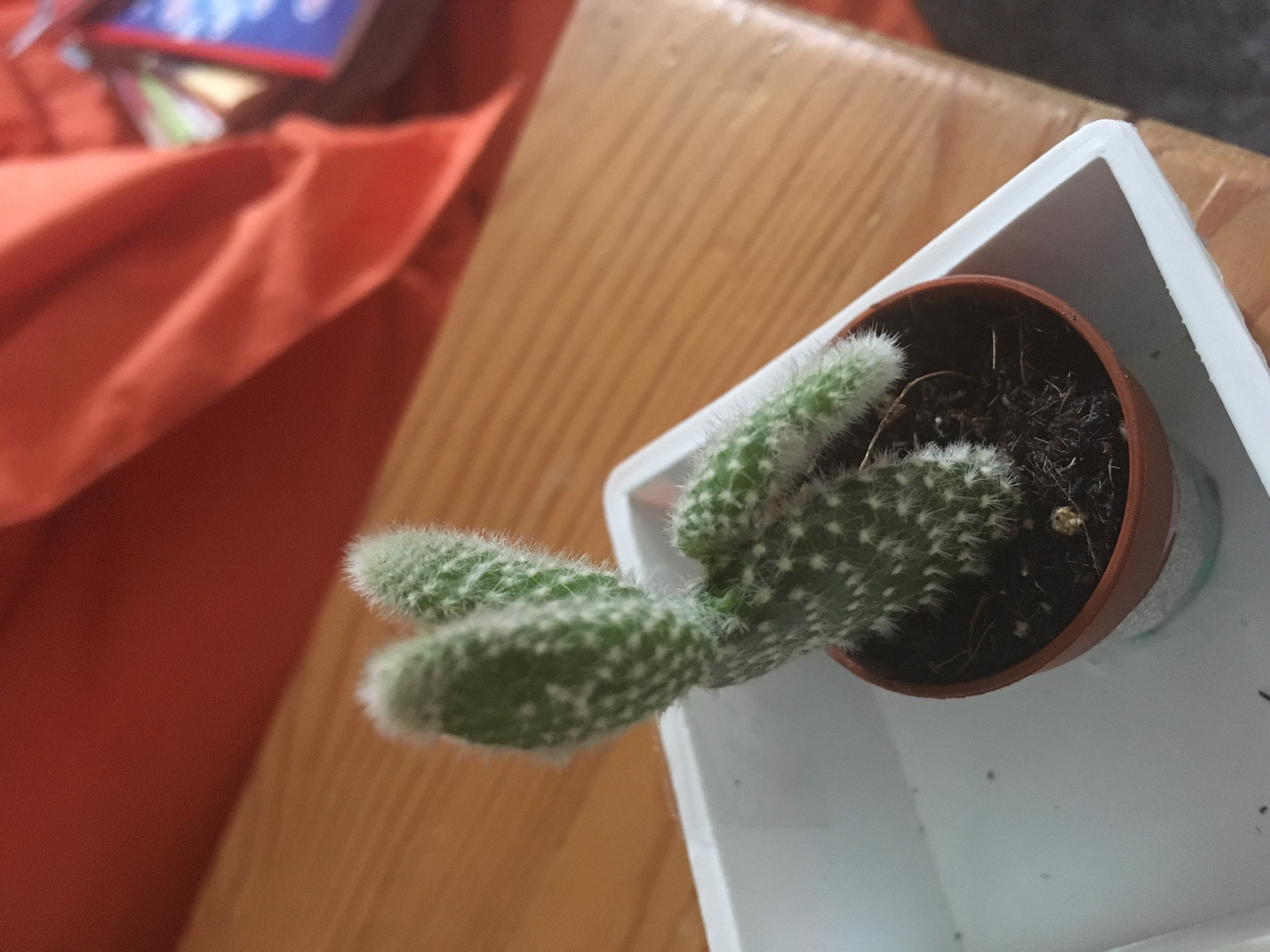 Picture for question