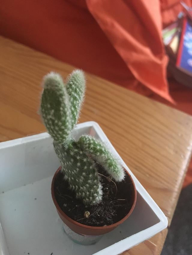 Picture for question