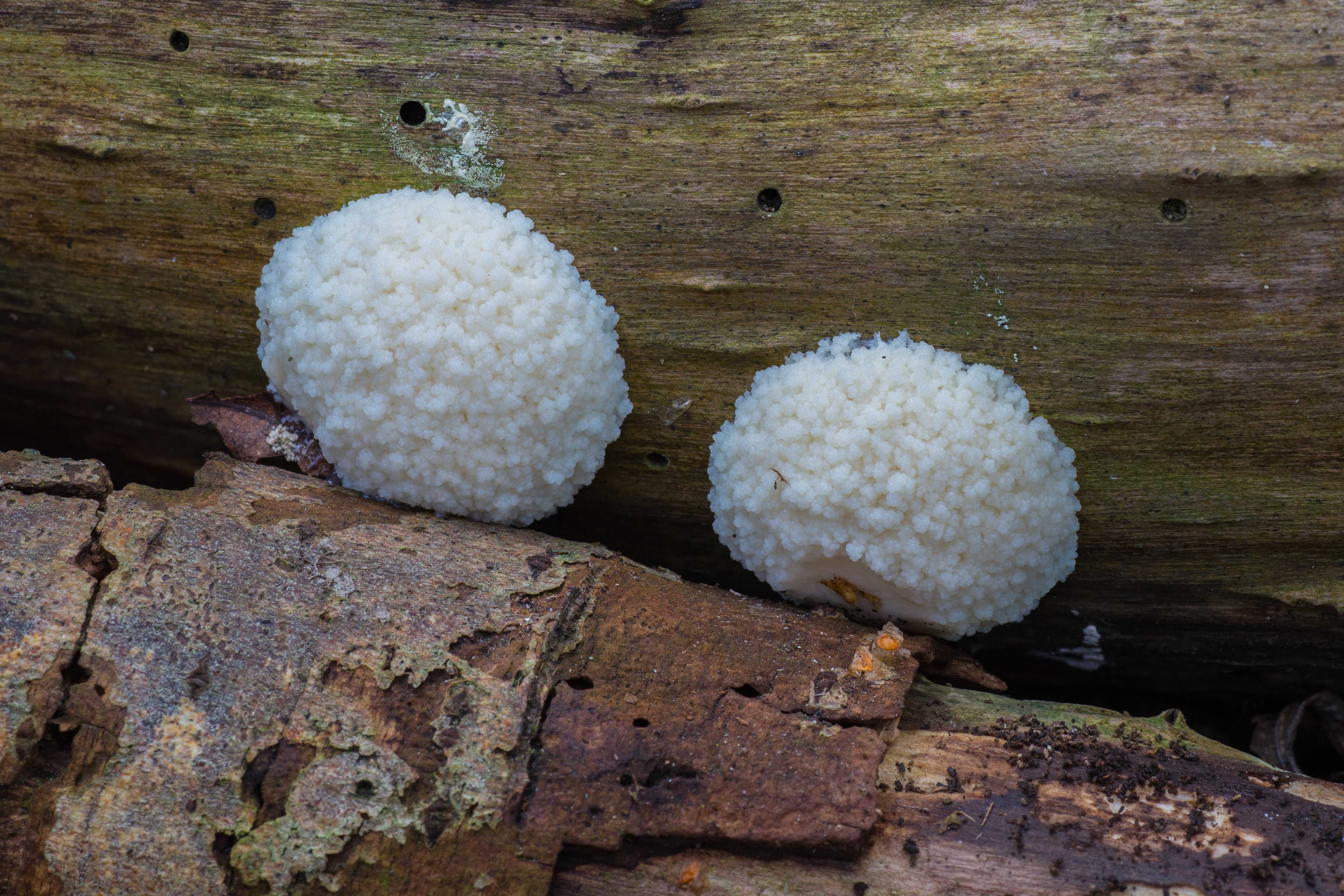 Plaatje bij antwoord