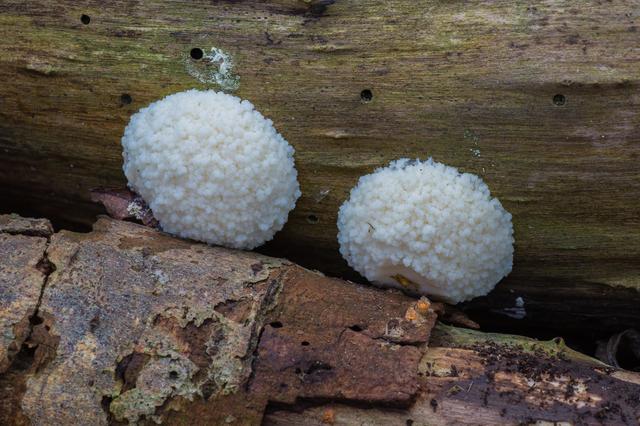 Plaatje bij antwoord