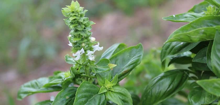 Plaatje bij antwoord