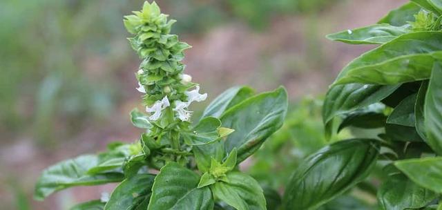 Plaatje bij antwoord