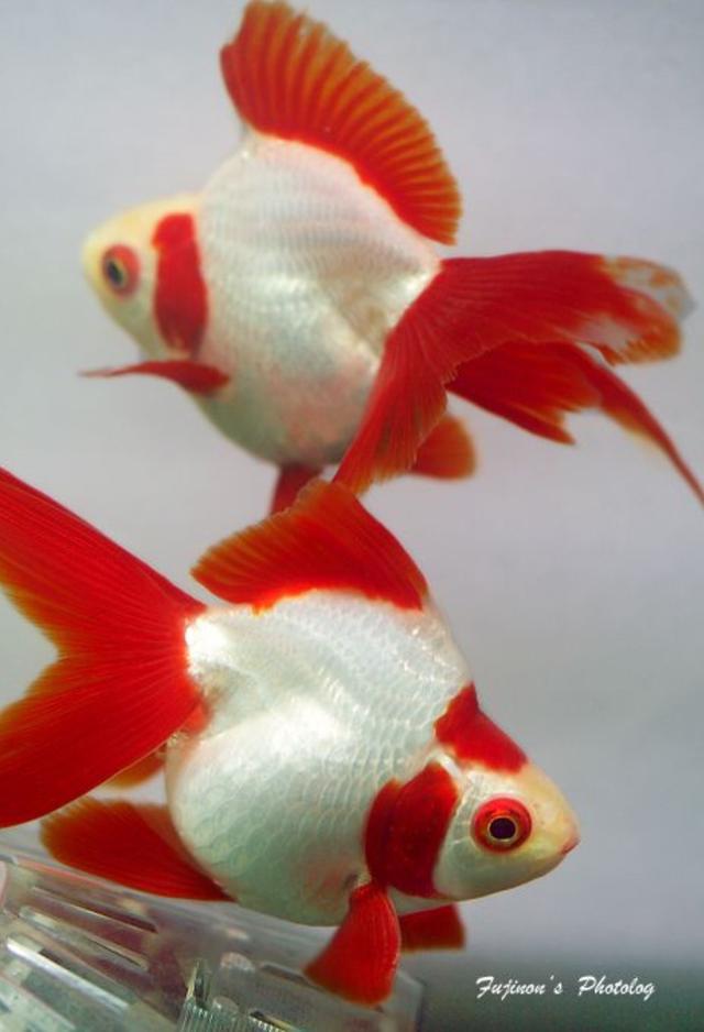 Plaatje bij antwoord