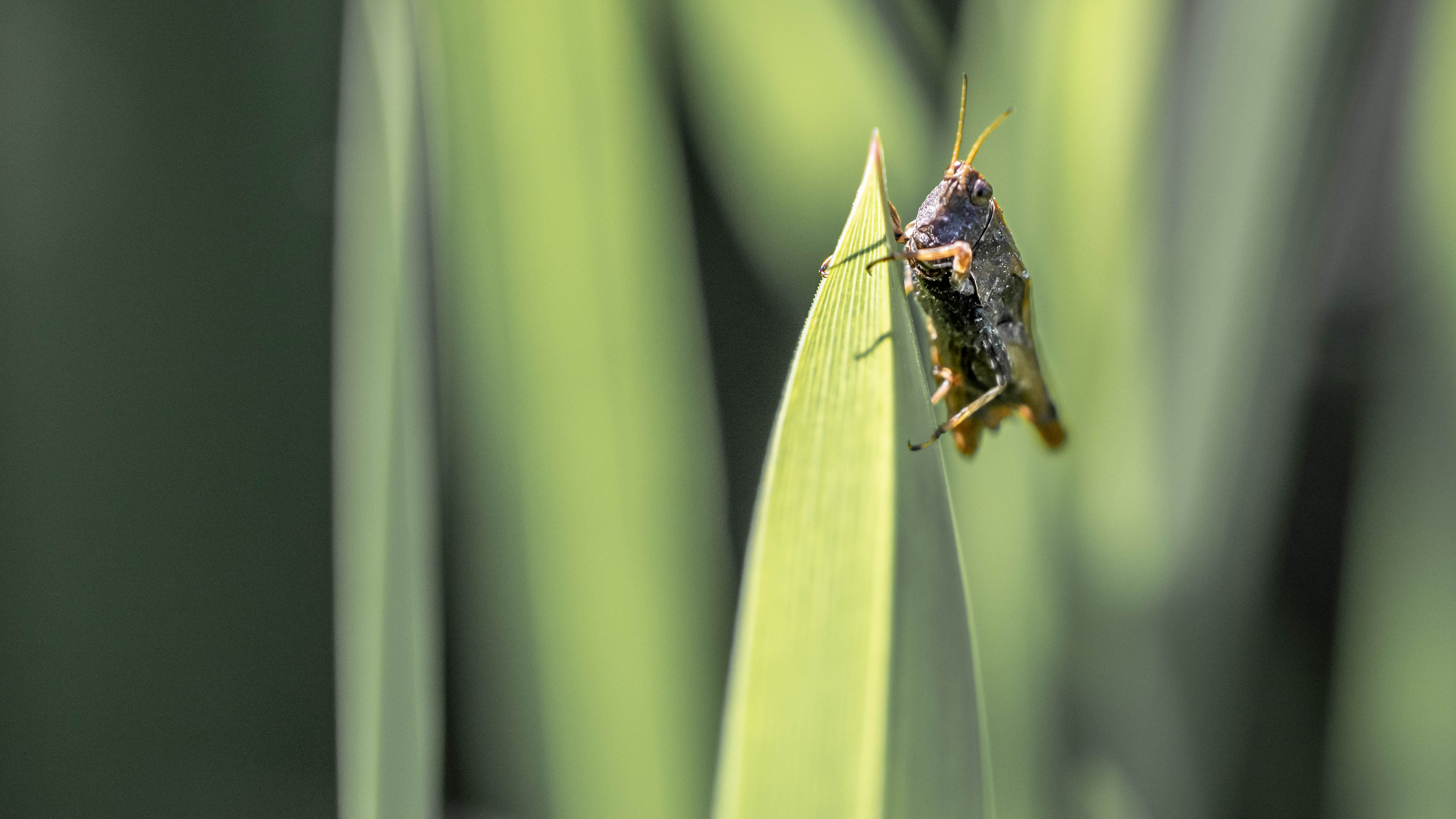 Picture for question