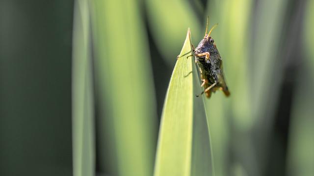 Picture for question