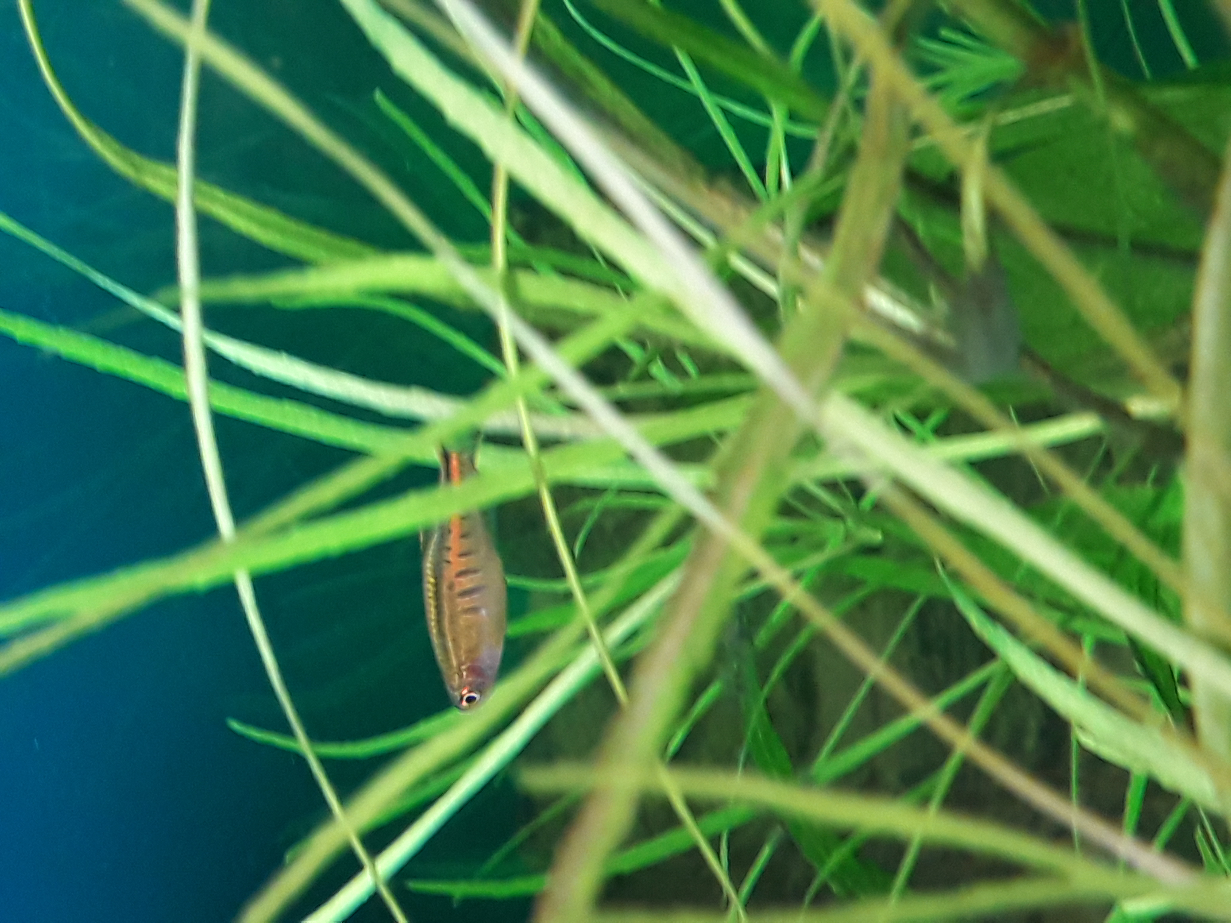 Picture for question