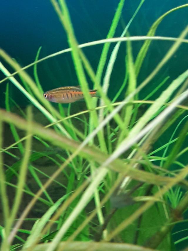 Picture for question