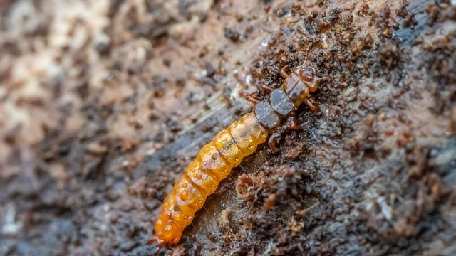 Picture for question