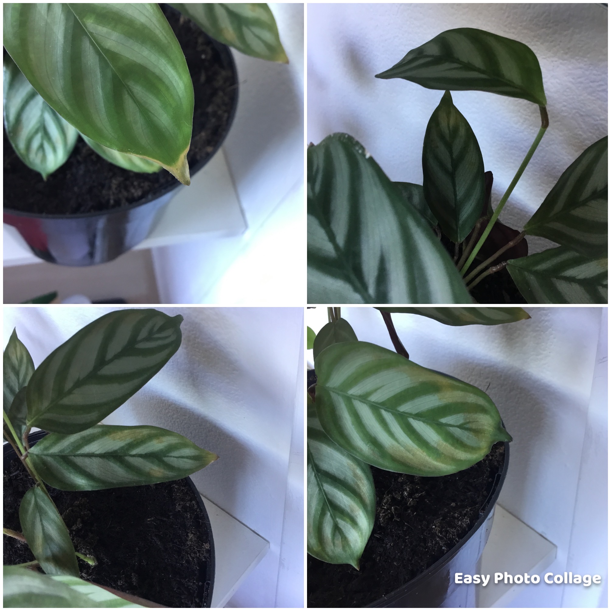 Picture for question