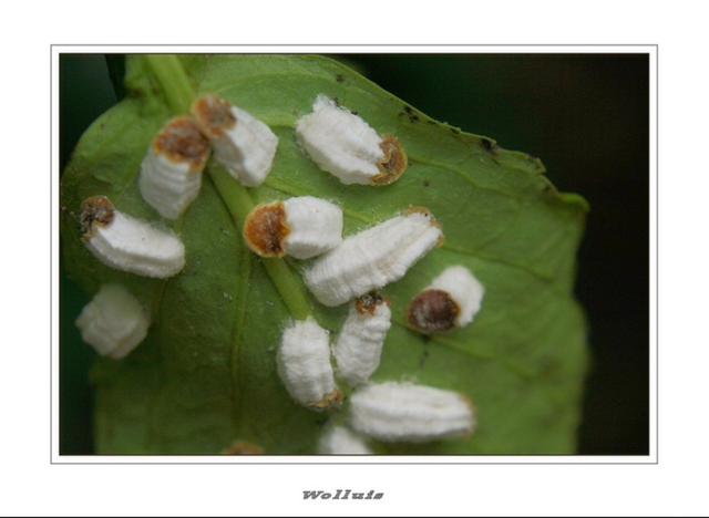 Plaatje bij antwoord