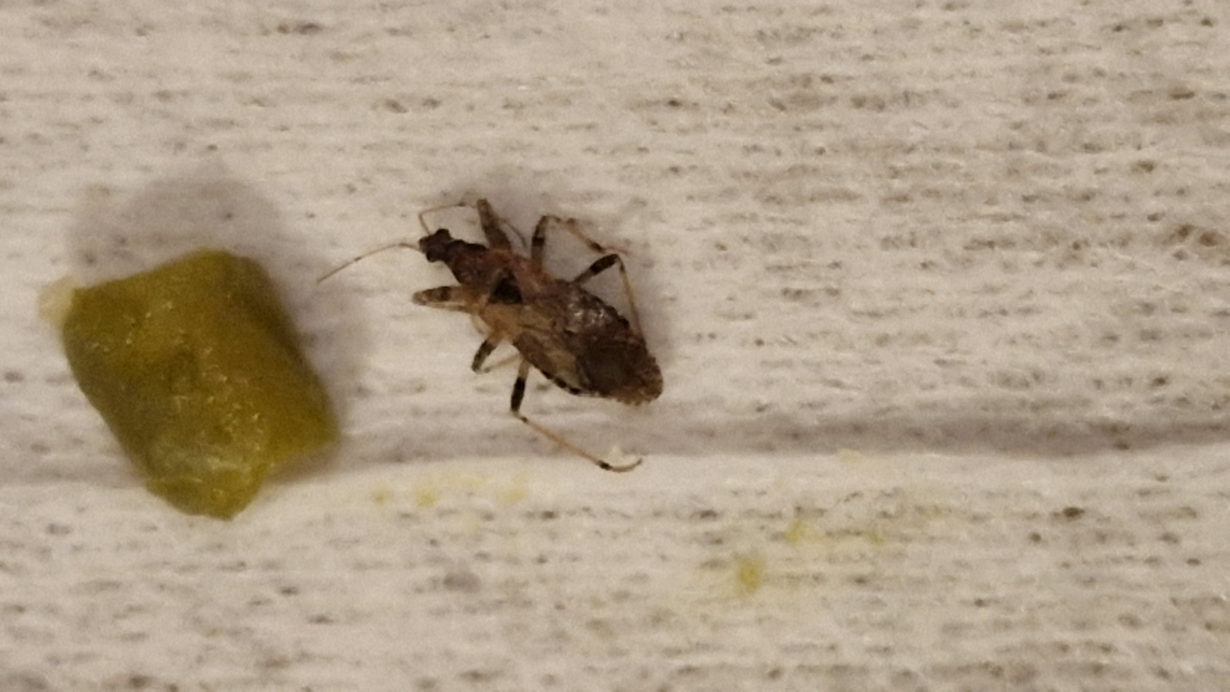 Picture for question