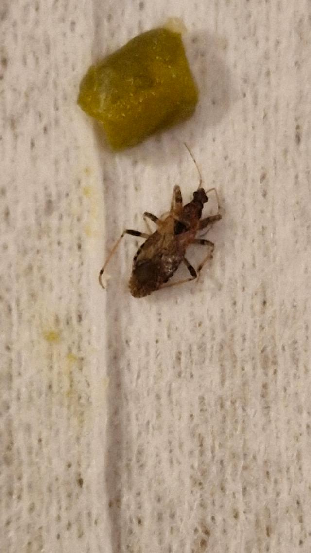 Picture for question