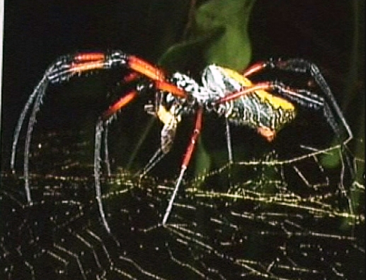 Plaatje bij antwoord