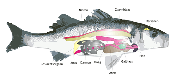 Plaatje bij antwoord