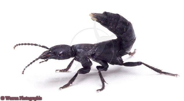 Plaatje bij antwoord