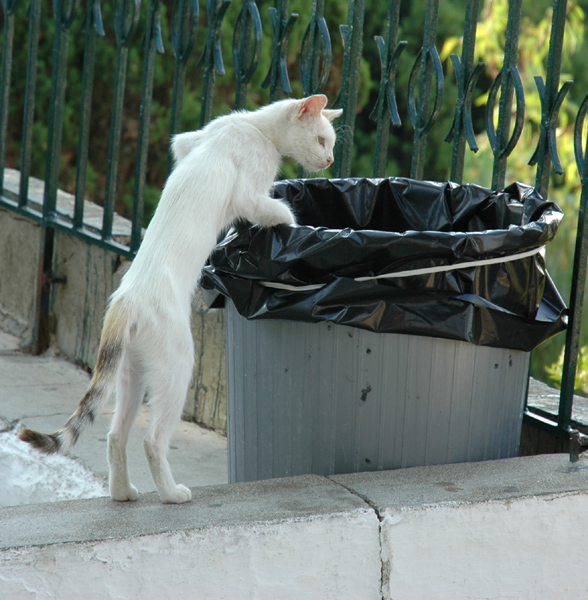 Picture for question