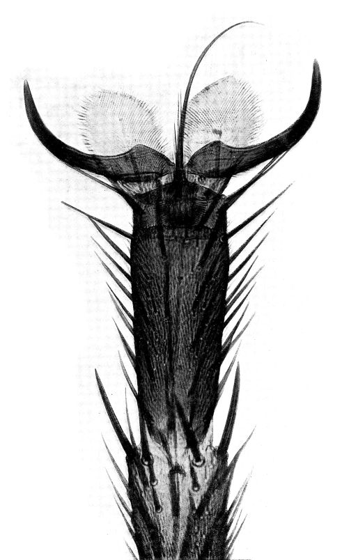 Plaatje bij antwoord