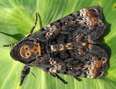 Plaatje bij antwoord