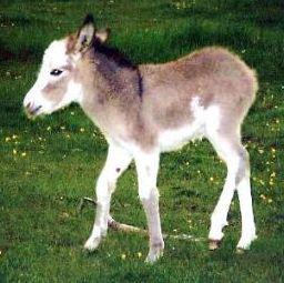 Plaatje bij antwoord