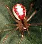 Plaatje bij antwoord