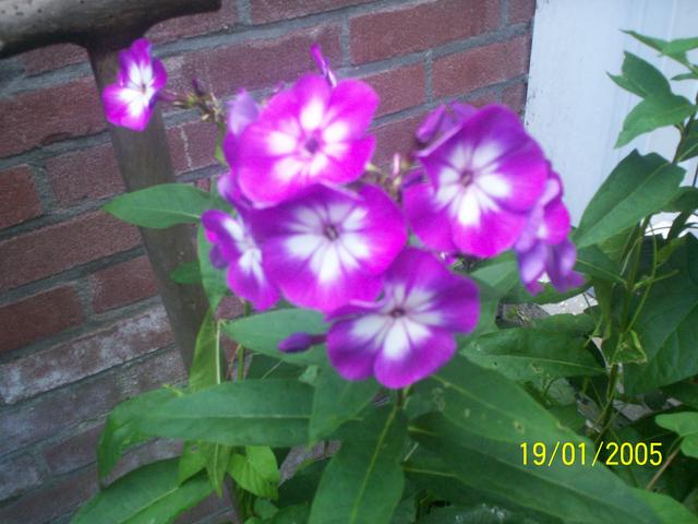 Picture for question