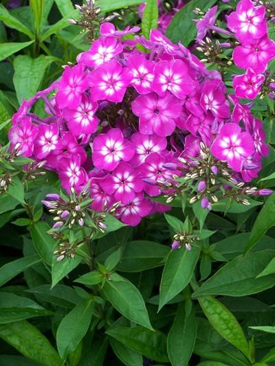 Plaatje bij antwoord