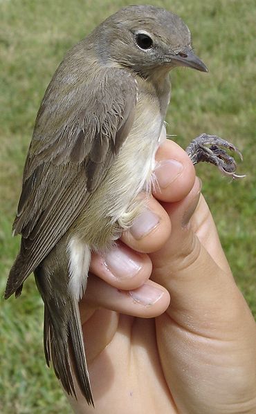 Plaatje bij antwoord