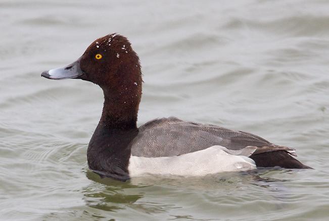 Plaatje bij antwoord