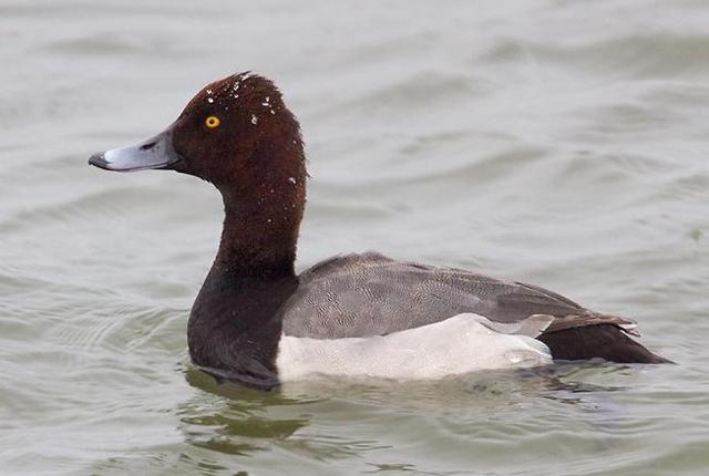 Plaatje bij antwoord