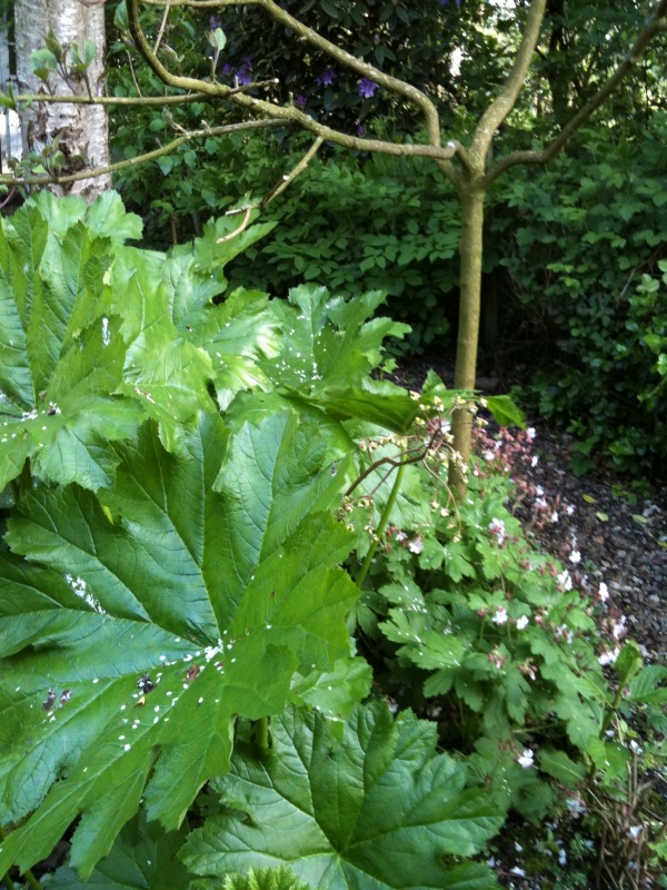 Wat is de naam van deze plant? GoeieVraag