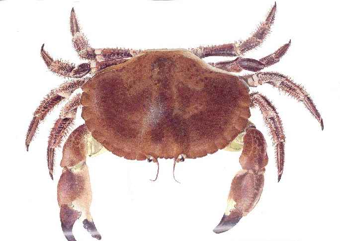 Picture for question