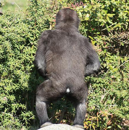 Picture for question