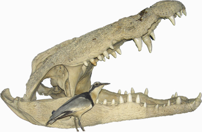 Picture for question