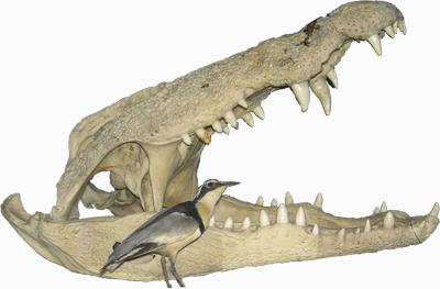 Picture for question