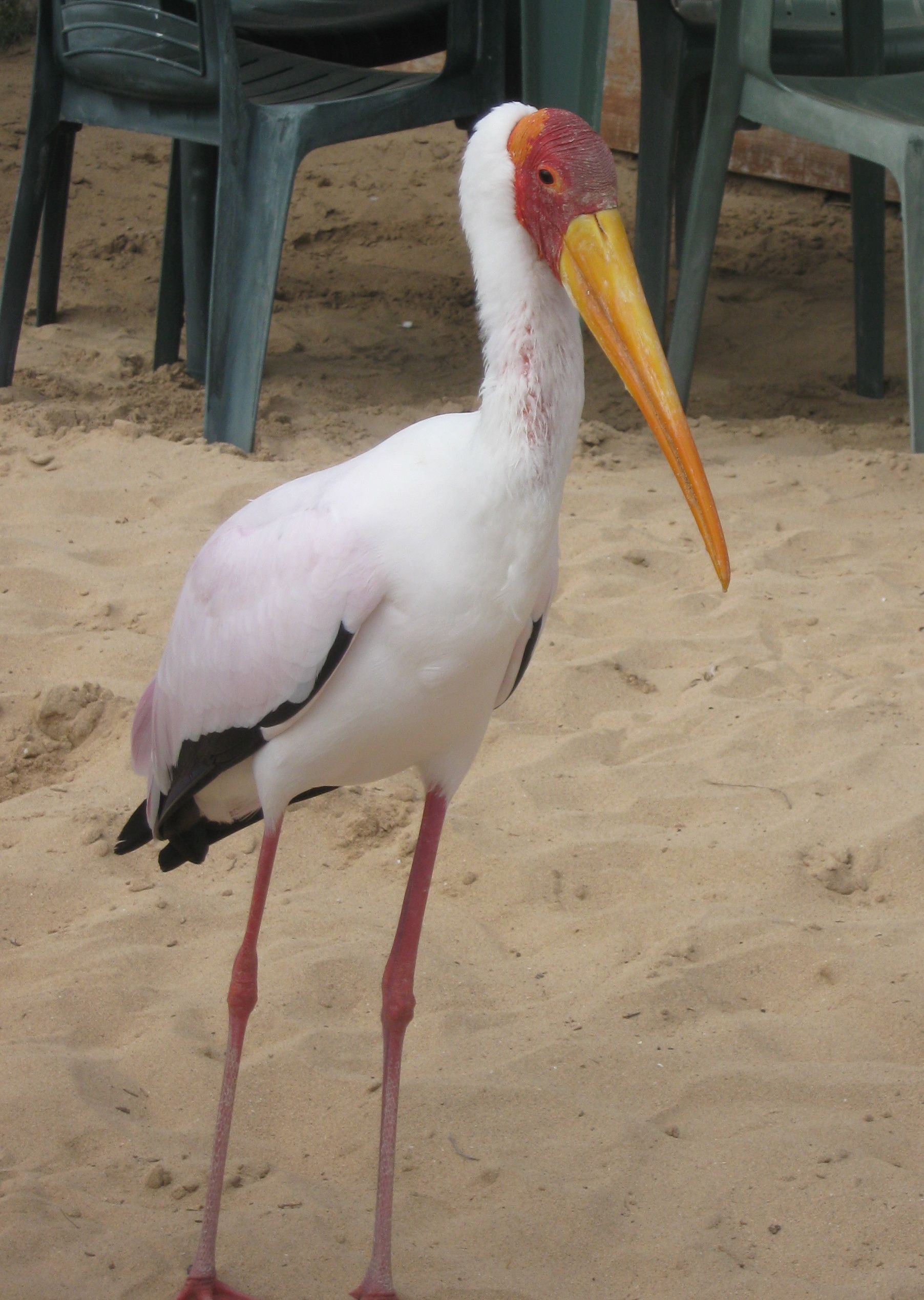 Picture for question