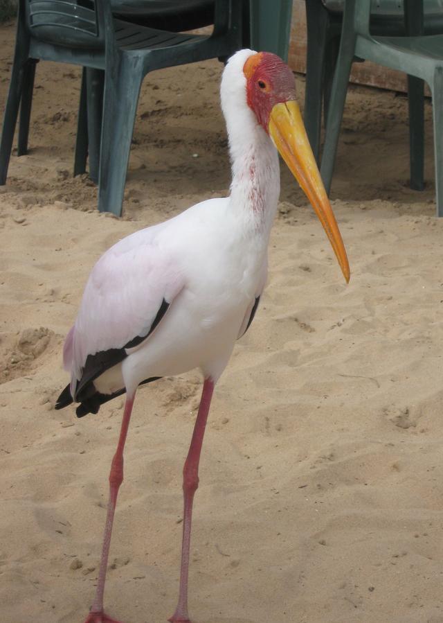 Picture for question