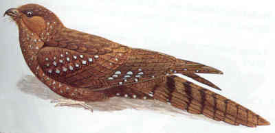 Plaatje bij antwoord