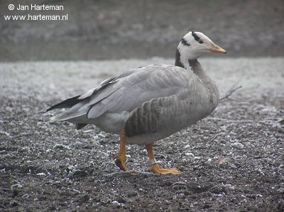 Plaatje bij antwoord
