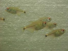 Picture for question