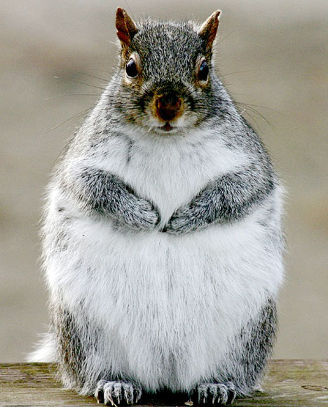 Plaatje bij antwoord