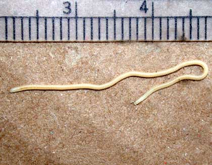 Plaatje bij antwoord